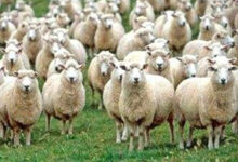 Amazon亚马逊精选礼品卡大促-拔草酱